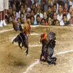 cockfighting