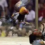 cockfighting